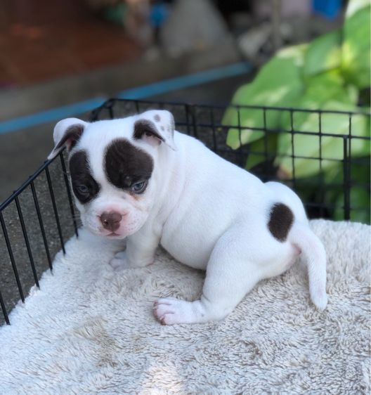 บูลลี่ (Bully) เล็ก บูลลี่