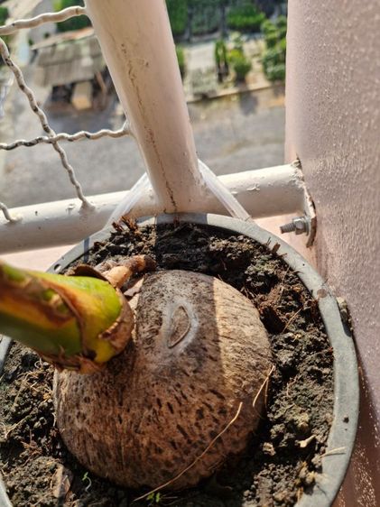 ต้นมะพร้าวตาเดียวพร้อมกระถางพลาสติกพร้อมปลูกลงดิน