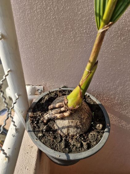 ต้นมะพร้าวตาเดียวพร้อมกระถางพลาสติกพร้อมปลูกลงดิน รูปที่ 6