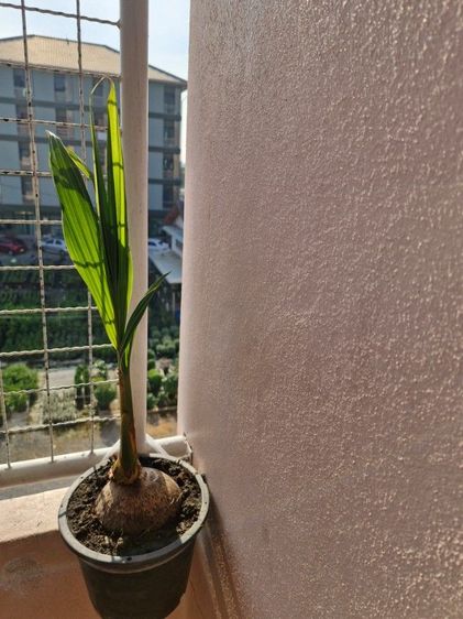 ต้นมะพร้าวตาเดียวพร้อมกระถางพลาสติกพร้อมปลูกลงดิน รูปที่ 8