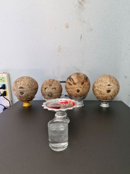 มะพร้าวตาเดียวมีน้ำมีเนื้อ 499 บาท มะพร้าว 3 ตามีเนื้อ699 กะลาตาเสือมีน้ำมีเนื้อ599 รูปที่ 2