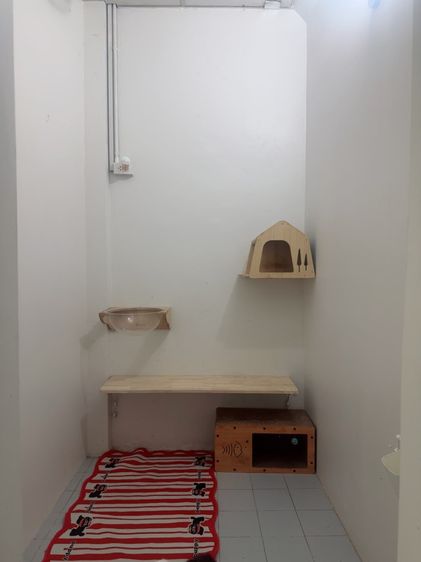 ฝากรับเลี้ยงน้องแมว รูปที่ 3