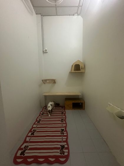 ฝากรับเลี้ยงน้องแมว รูปที่ 4