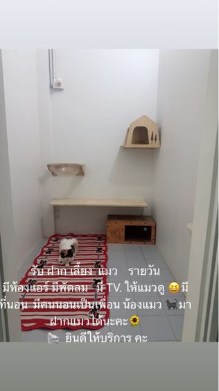 ฝากรับเลี้ยงน้องแมว