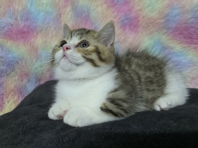 ด.ช.มันกิ้นขาสั้น รูปที่ 5