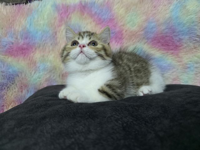 ด.ช.มันกิ้นขาสั้น รูปที่ 13