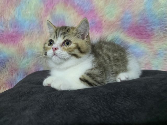 ด.ช.มันกิ้นขาสั้น รูปที่ 4