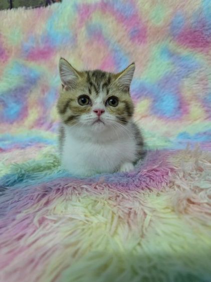 ด.ช.มันกิ้นขาสั้น รูปที่ 7