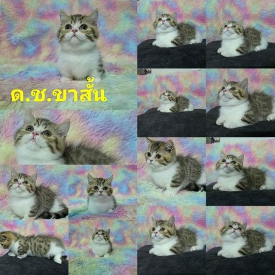 ด.ช.มันกิ้นขาสั้น