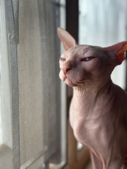 รับจ้างผสมพันธุ์ แมว  รูปที่ 2