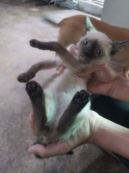 แมววิเชียรมาศ