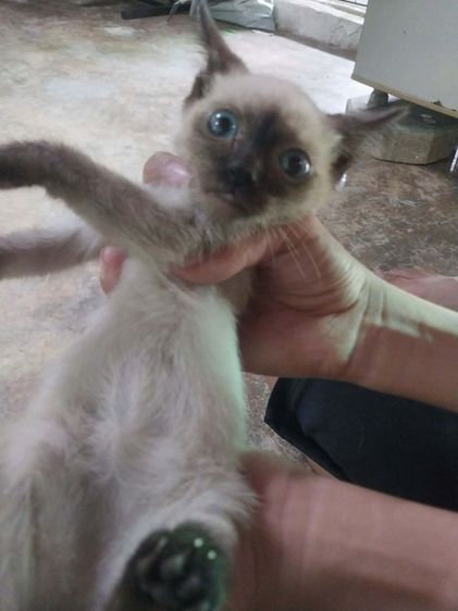 แมววิเชียรมาศ รูปที่ 2