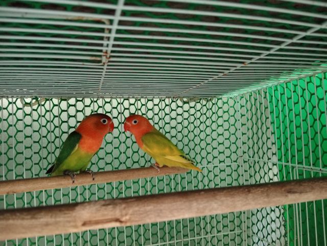 เลิฟเบิร์ดสวยๆตัวละ500บาท รูปที่ 7