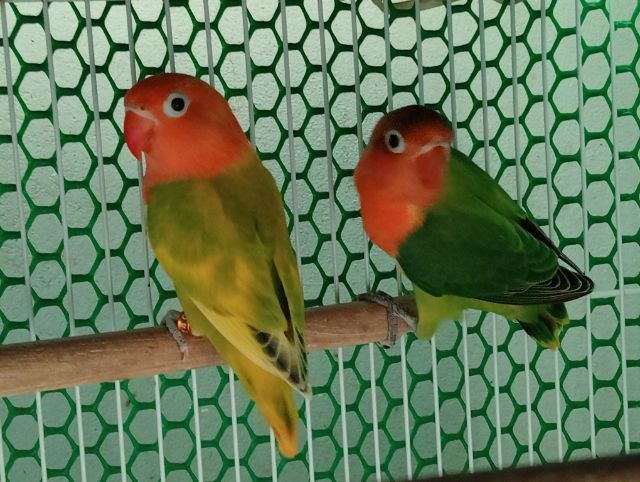 เลิฟเบิร์ดสวยๆตัวละ500บาท รูปที่ 6