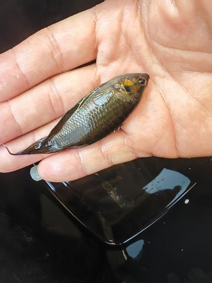 ปลาสวยงาม คู่ละ50 รูปที่ 3