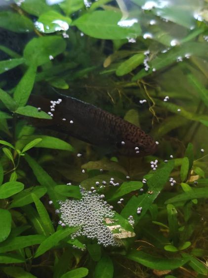 ปลาสวยงาม คู่ละ50 รูปที่ 9