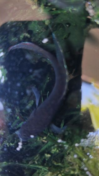 ปลาสวยงาม คู่ละ50 รูปที่ 6