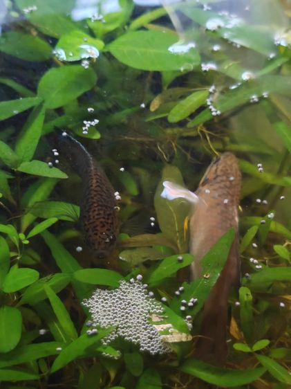 ปลาสวยงาม คู่ละ50 รูปที่ 8