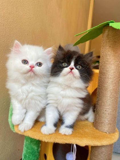 เปอร์เซีย (Persian) ขายแมวเปอร์เซียแท้ เพศผู้ทั้งสอง กทม.แถววงเวียนใหญ่ค่ะ