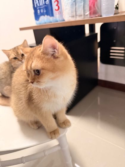 แมวบริติช รูปที่ 4