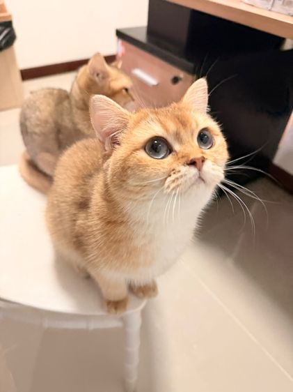 แมวบริติช รูปที่ 2