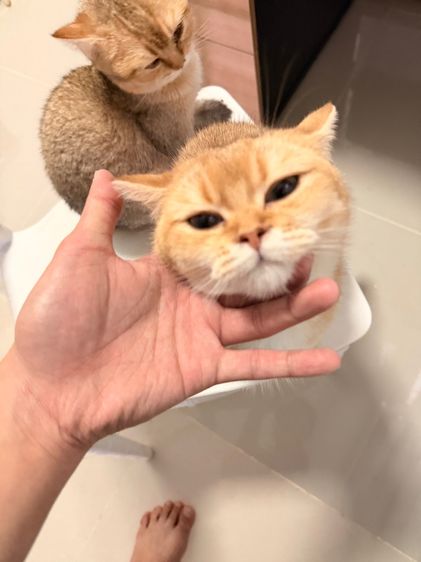 แมวบริติช รูปที่ 5