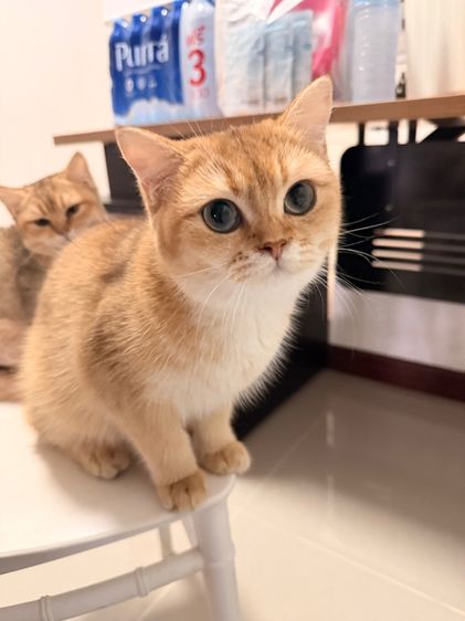 บริติช ชอร์ตแฮร์ (British Shorthair) แมวบริติช