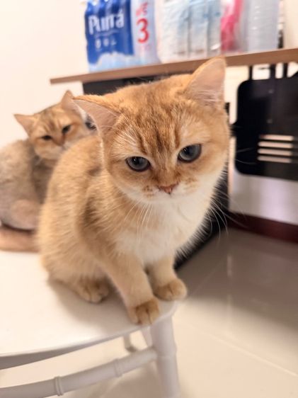 แมวบริติช รูปที่ 3