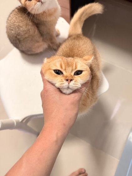 แมวบริติช รูปที่ 6