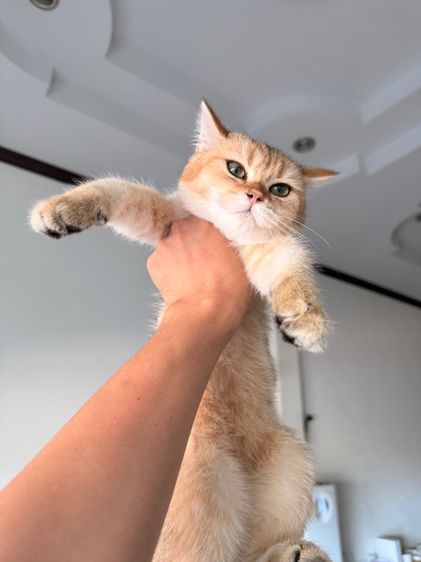 แมวบริติช รูปที่ 2