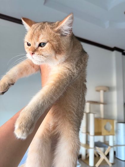 แมวบริติช รูปที่ 6