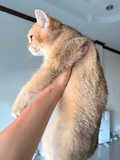 แมวบริติช รูปที่ 4