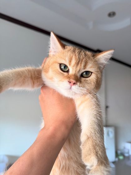 แมวบริติช รูปที่ 5