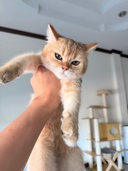 แมวบริติช รูปที่ 3