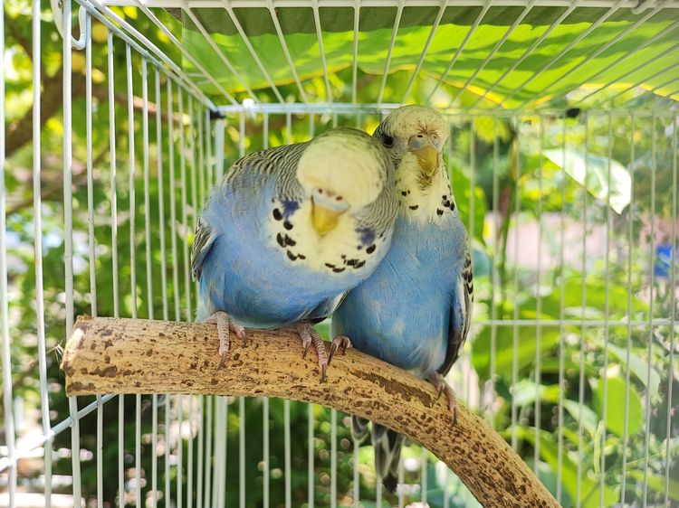 นกหงส์หยกสายพันธุ์อังกฤษ อายุ 4 - 6 เดือน พิกัด ธัญบุรี คลองสี่ สนใจโทร 081-9232133 รูปที่ 5