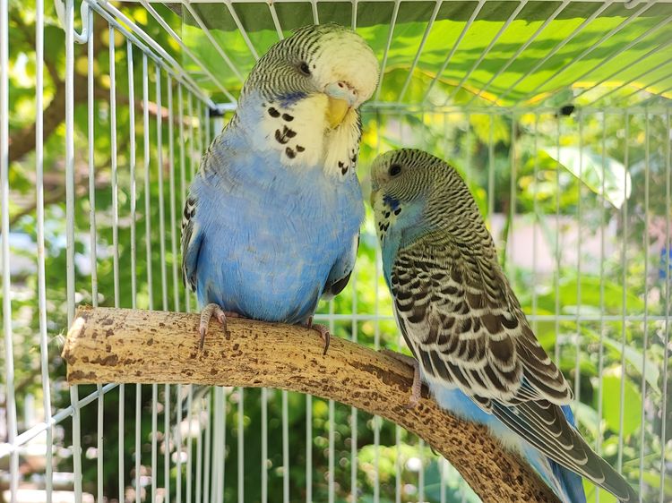 นกหงส์หยกสายพันธุ์อังกฤษ อายุ 4 - 6 เดือน พิกัด ธัญบุรี คลองสี่ สนใจโทร 081-9232133 รูปที่ 2