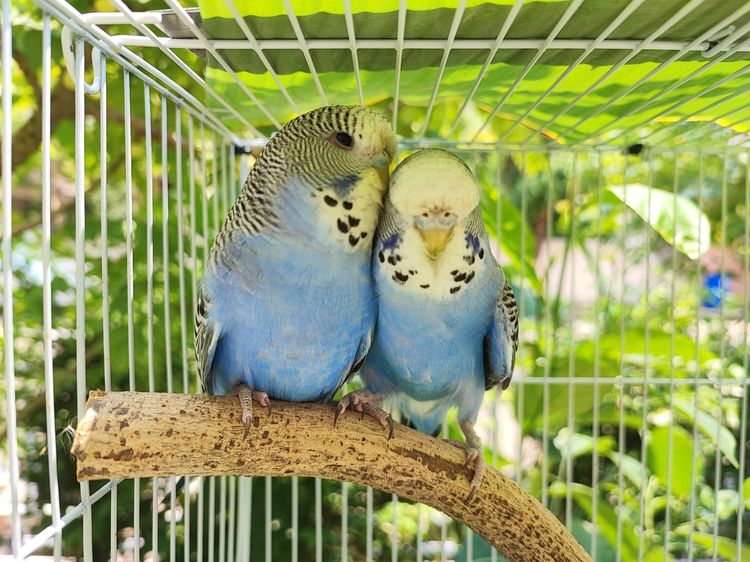 นกหงส์หยกสายพันธุ์อังกฤษ อายุ 4 - 6 เดือน พิกัด ธัญบุรี คลองสี่ สนใจโทร 081-9232133 รูปที่ 3