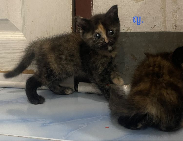 เปอร์เซีย (Persian) เปอร์เซียผสมสก็อตติช