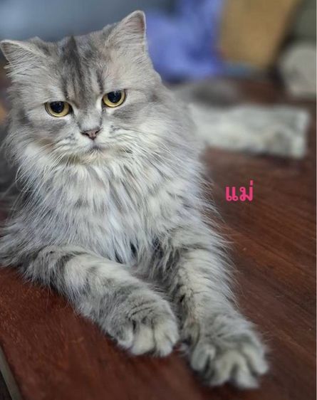 เปอร์เซียผสมสก็อตติช รูปที่ 5