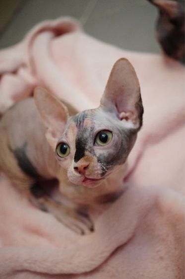 เด็กหญิง ขาสั้น Sphynx Bambino 3 สี รูปที่ 3