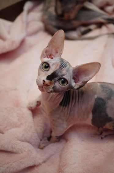 เด็กหญิง ขาสั้น Sphynx Bambino 3 สี รูปที่ 2