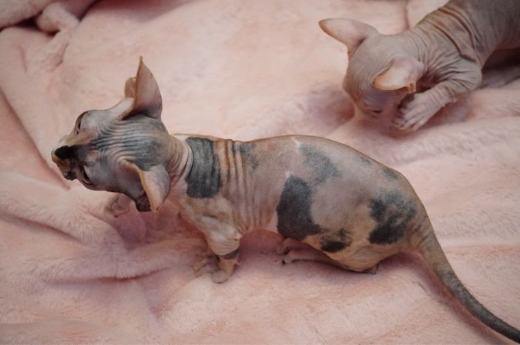 เด็กหญิง ขาสั้น Sphynx Bambino 3 สี รูปที่ 6
