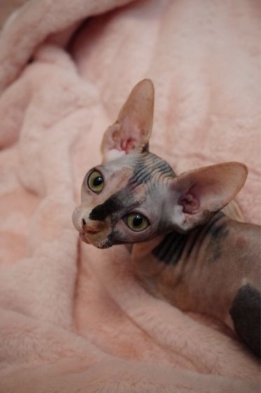 เด็กหญิง ขาสั้น Sphynx Bambino 3 สี รูปที่ 7