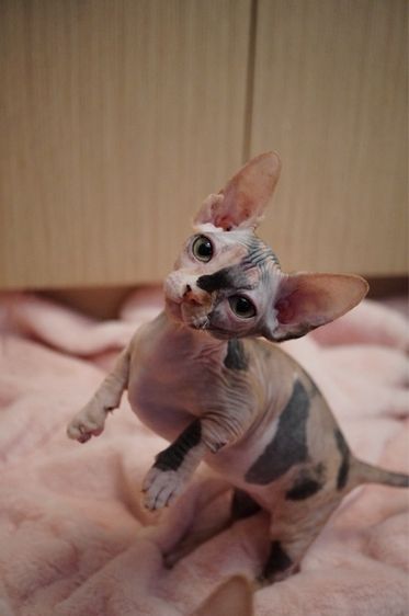 เด็กหญิง ขาสั้น Sphynx Bambino 3 สี รูปที่ 4
