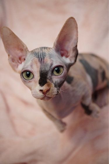 เด็กหญิง ขาสั้น Sphynx Bambino 3 สี