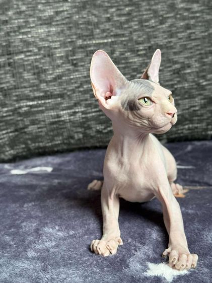 เด็กชาย ขายาว Sphynx 2 สี  รูปที่ 2