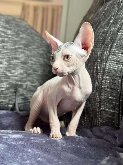 เด็กชาย ขายาว Sphynx 2 สี  รูปที่ 3