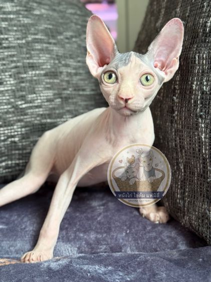 เด็กชาย ขายาว Sphynx 2 สี 