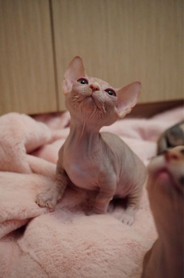 เด็กชาย ขาสั้น Sphynx Bambino 2 สี รูปที่ 5