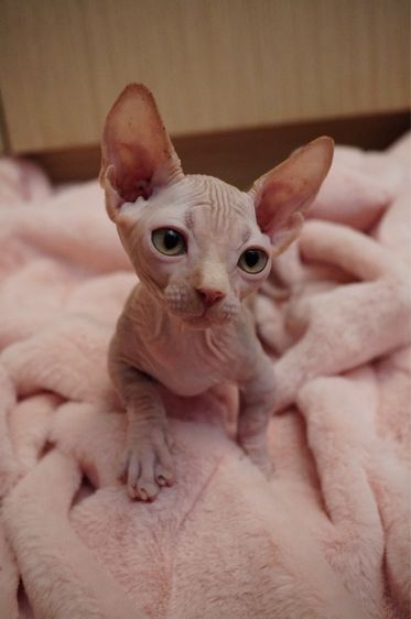 เด็กชาย ขาสั้น Sphynx Bambino 2 สี